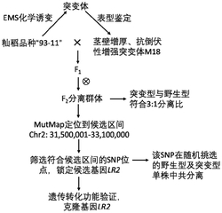 LR2基因调控水稻茎厚、抗折力及其在抗倒伏中的应用