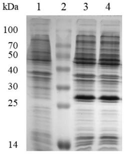 人工改造的猪圆环病毒2型Rep′蛋白、ELISA检测试剂盒及其应用