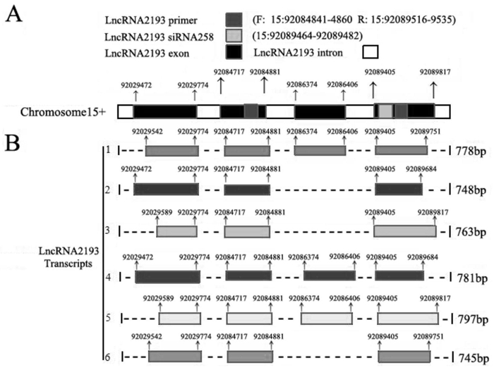 一种长链RNA Lnc-2193及其应用