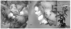 一种齿叶冬青体细胞胚胎间接发生和植株再生的方法