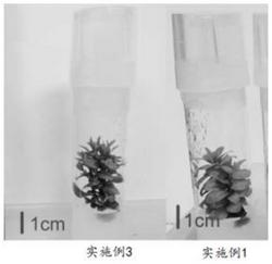 一种以茎段为外植体的齿叶冬青组培快繁方法