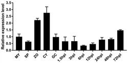 辣椒疫霉菌PcMPK12基因及其载体与应用